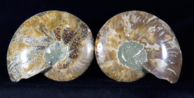 Cleoniceras (Grycia) besairiei COLLIGNON 1949 - Bild © FossNet FossilienStore